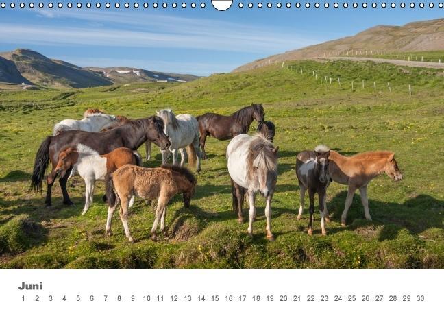 Beispielinhalt (Bild) Islandpferde: Gefährten der Wikinger (Wandkalender immerwährend DIN A3 quer)