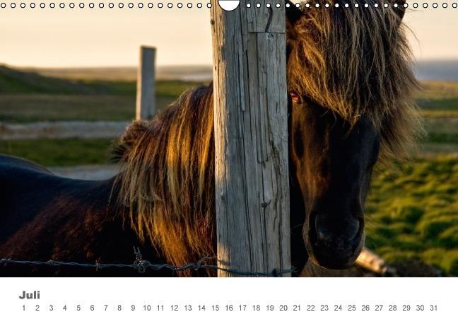 Beispielinhalt (Bild) Islandpferde: Gefährten der Wikinger (Wandkalender immerwährend DIN A3 quer)