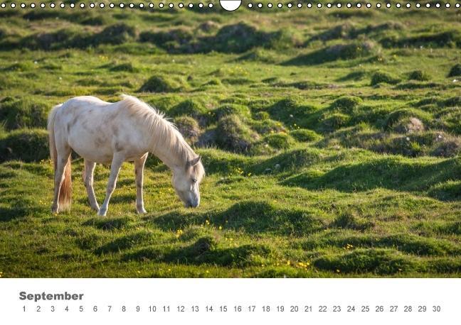 Beispielinhalt (Bild) Islandpferde: Gefährten der Wikinger (Wandkalender immerwährend DIN A3 quer)