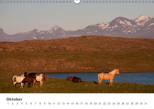 Beispielinhalt (Bild) Islandpferde: Gefährten der Wikinger (Wandkalender immerwährend DIN A3 quer)