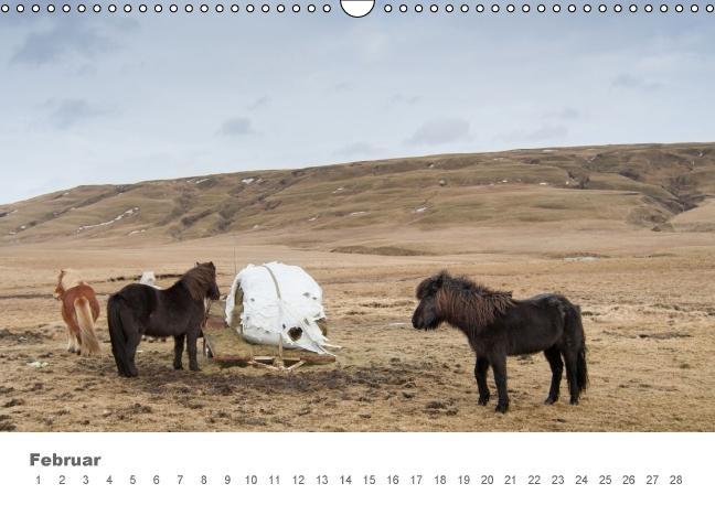 Beispielinhalt (Bild) Islandpferde: Gefährten der Wikinger (Wandkalender immerwährend DIN A3 quer)