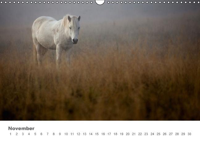 Beispielinhalt (Bild) Islandpferde: Gefährten der Wikinger (Wandkalender immerwährend DIN A3 quer)