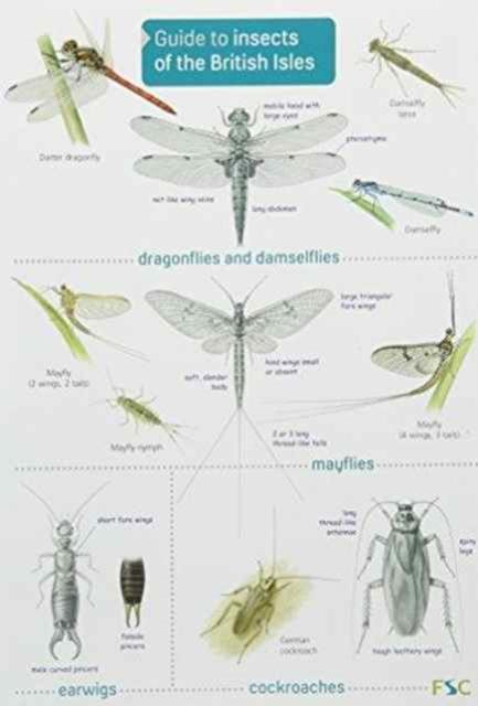 Vorderes Coverbild Guide to Insects of the British Isles