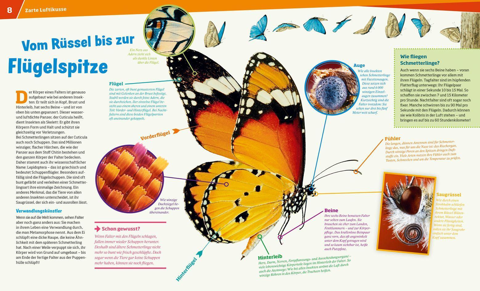 Beispielinhalt (Bild) WAS IST WAS Band 43 Schmetterlinge. Zauberhaft und farbenprächtig