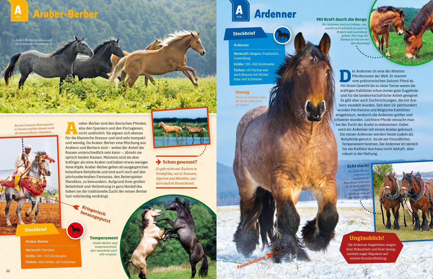 Beispielinhalt (Bild) Was ist was: Pferde und Ponys