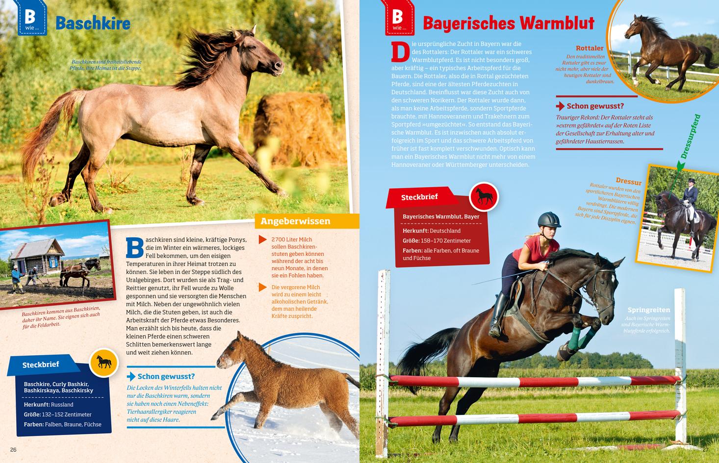 Beispielinhalt (Bild) Was ist was: Pferde und Ponys
