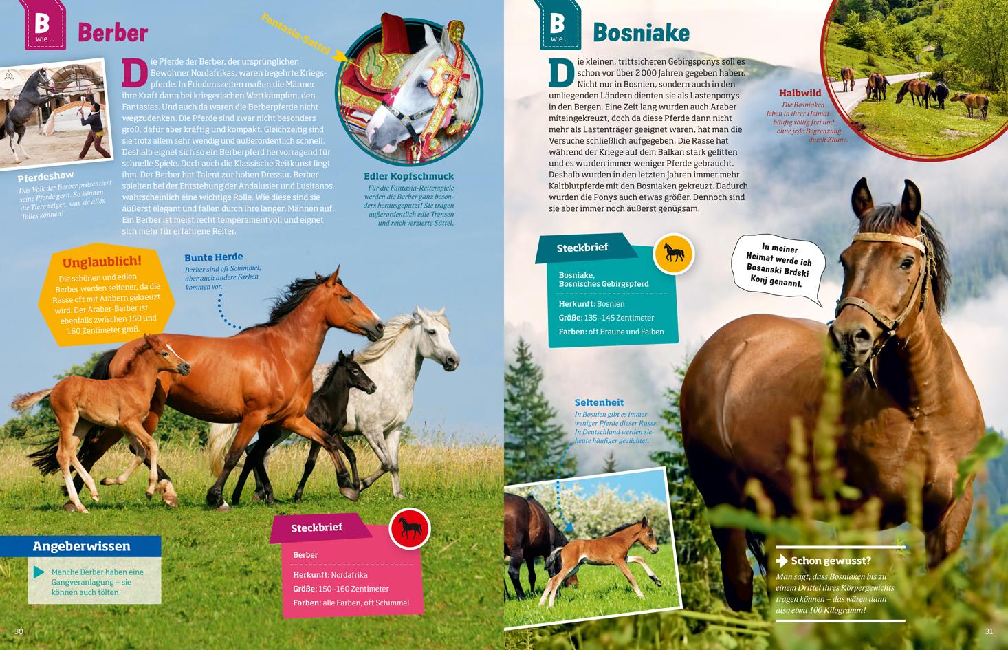 Beispielinhalt (Bild) Was ist was: Pferde und Ponys