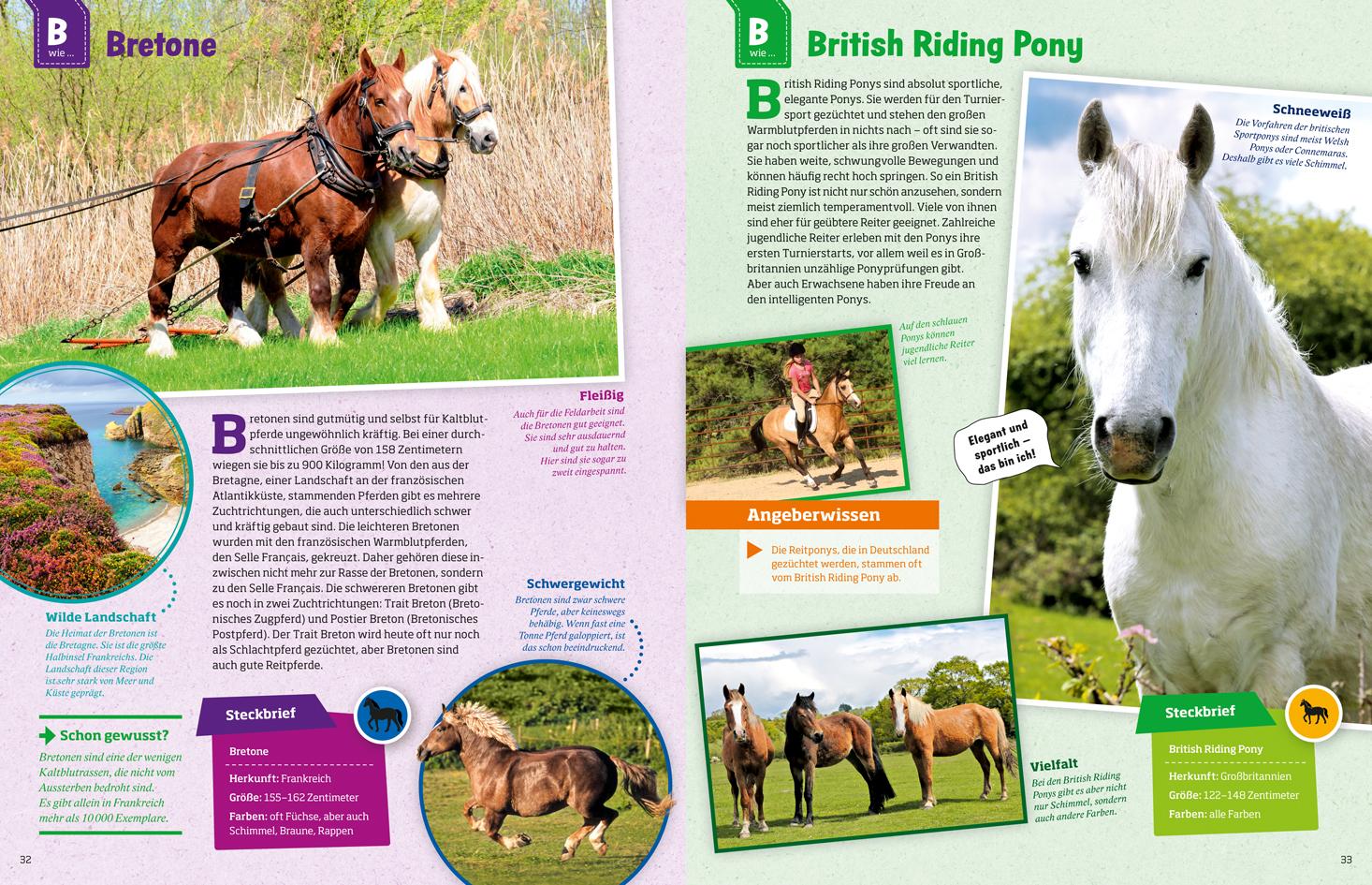 Beispielinhalt (Bild) Was ist was: Pferde und Ponys