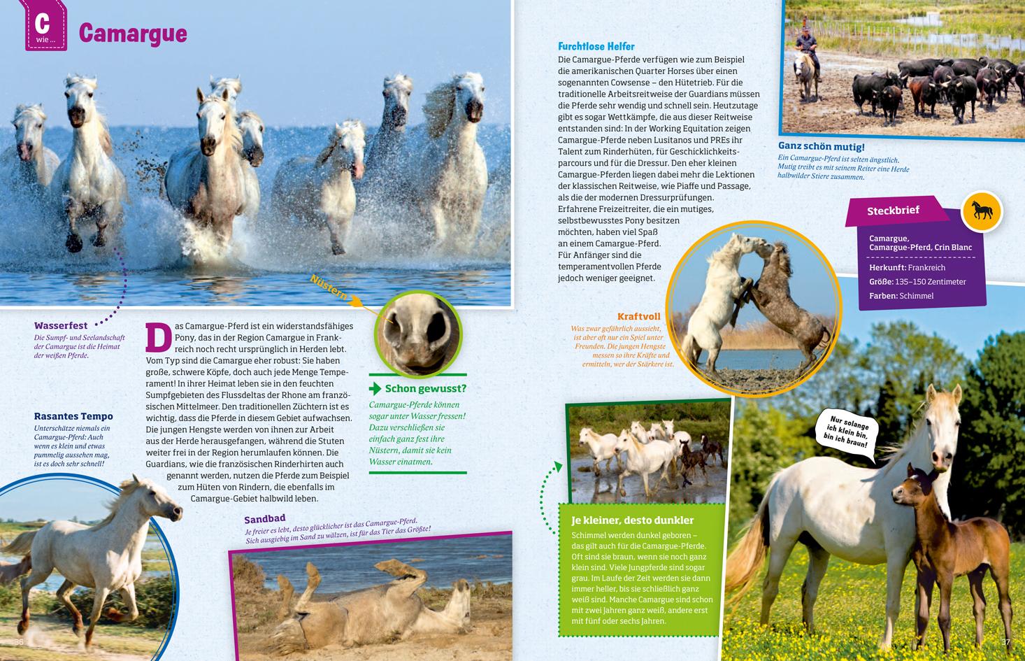 Beispielinhalt (Bild) Was ist was: Pferde und Ponys