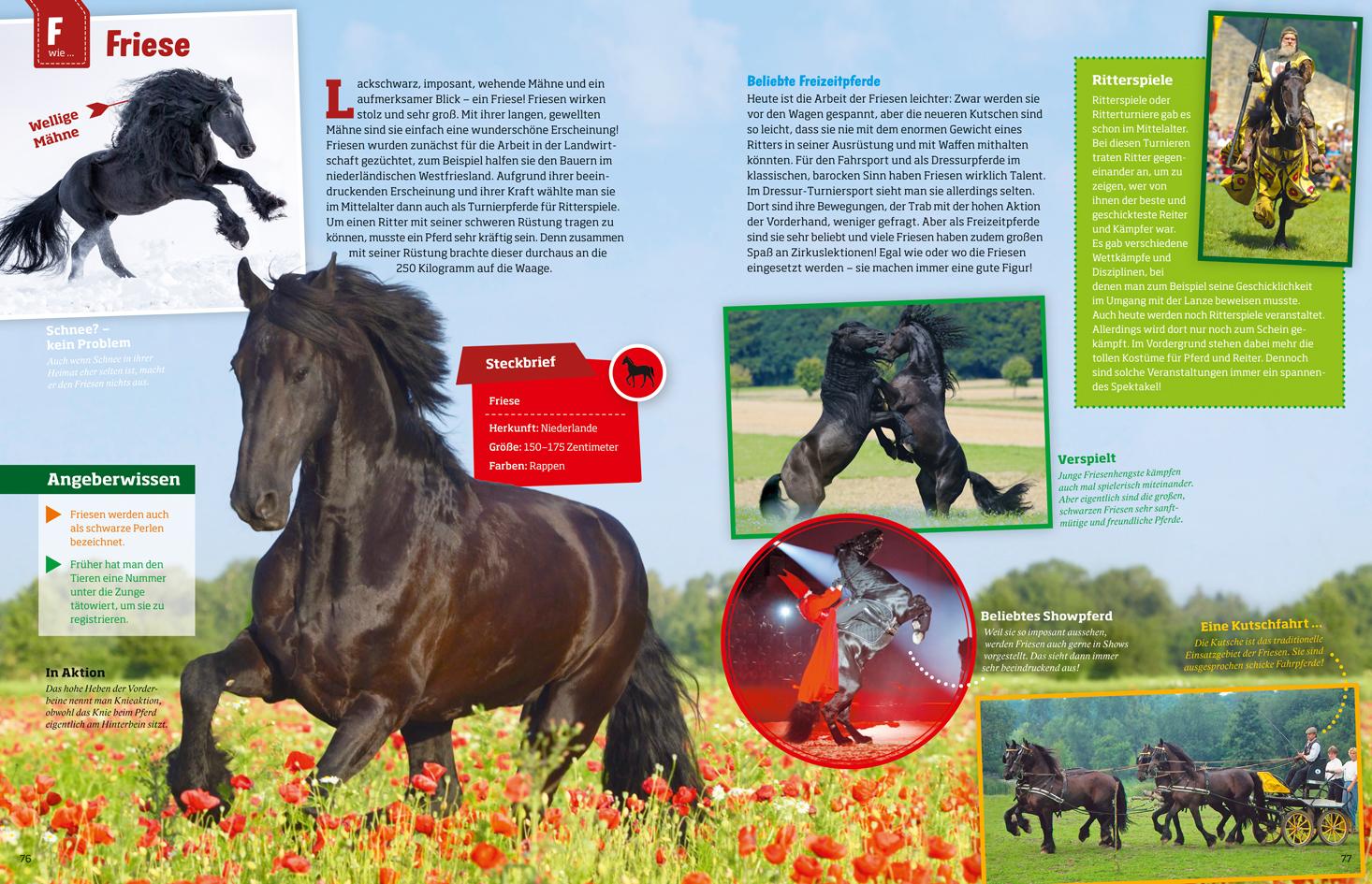 Beispielinhalt (Bild) Was ist was: Pferde und Ponys