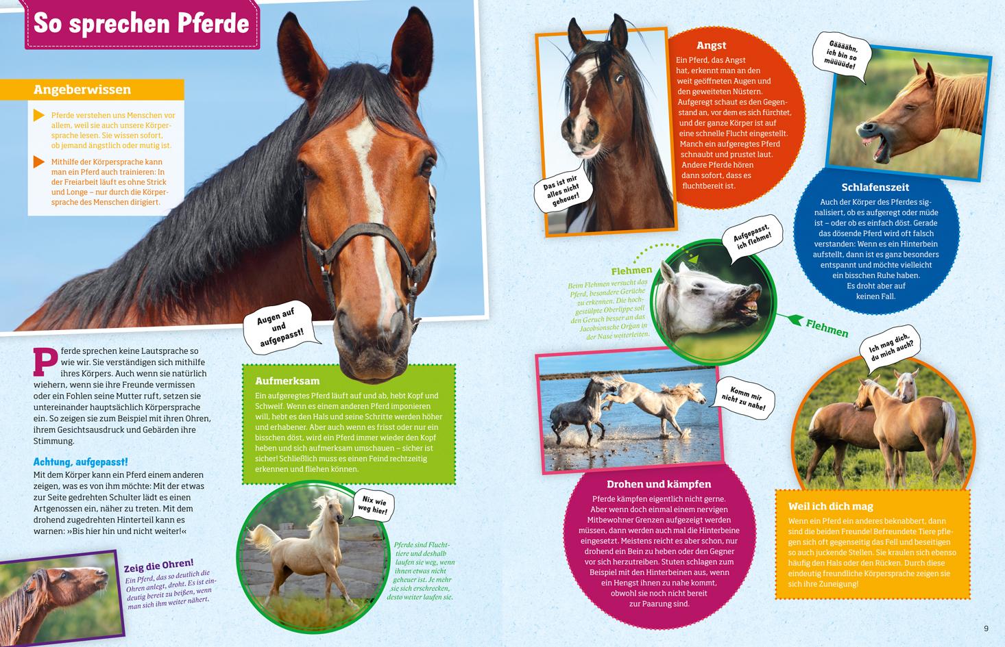 Beispielinhalt (Bild) Was ist was: Pferde und Ponys