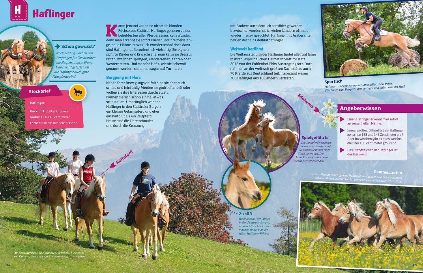 Beispielinhalt (Bild) Was ist was: Pferde und Ponys
