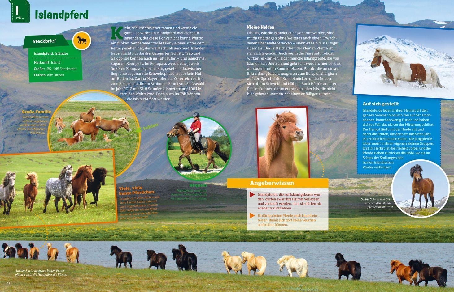 Beispielinhalt (Bild) Was ist was: Pferde und Ponys