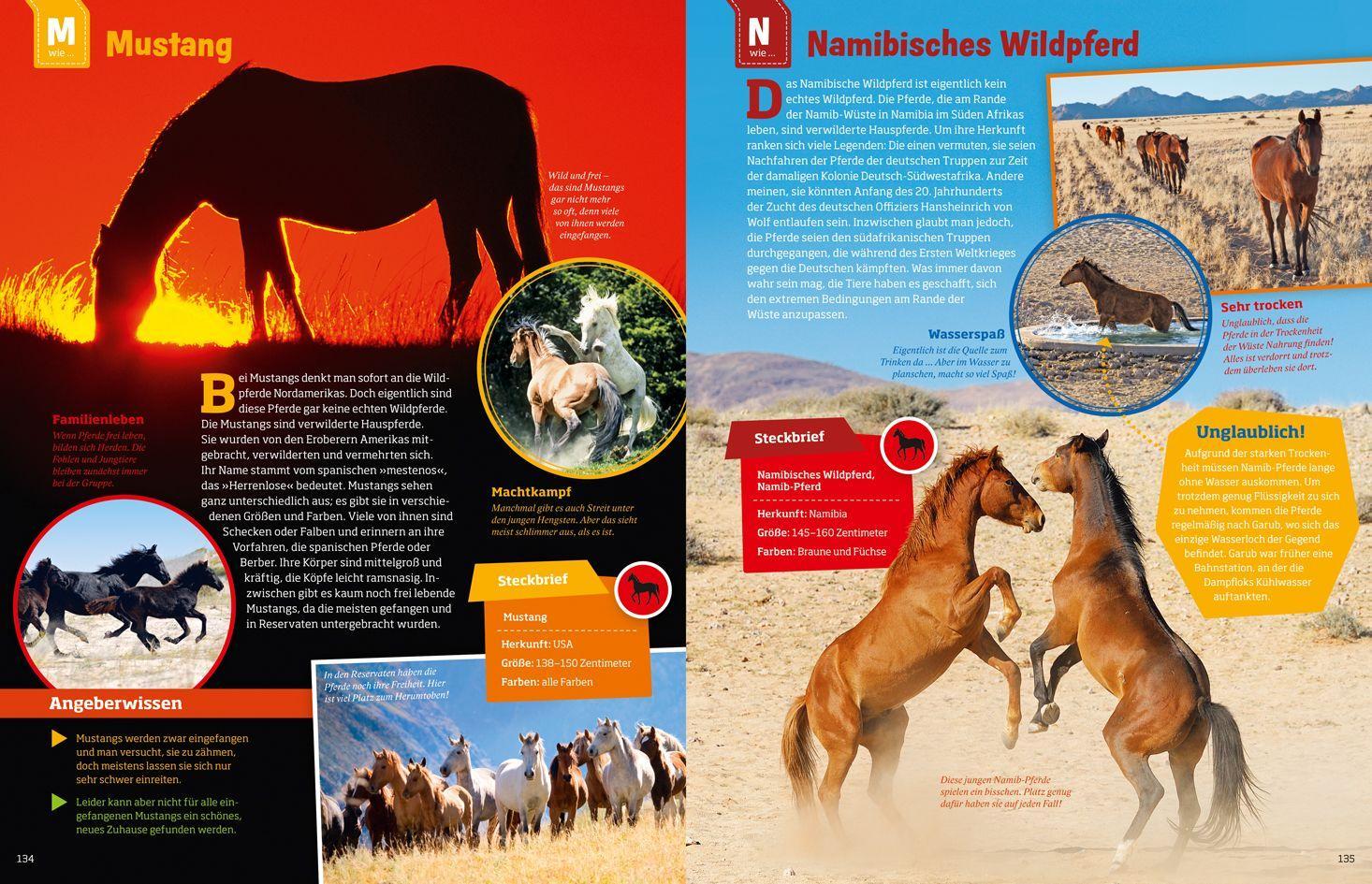 Beispielinhalt (Bild) Was ist was: Pferde und Ponys