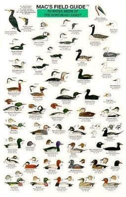 Vorderes Coverbild Mac's Field Guides: Northeast Coastal Water Birds