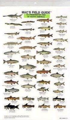 Vorderes Coverbild Mac's Field Guides: North American Freshwater Fish