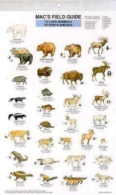 Vorderes Coverbild Mac's Field Guides: North American Land Mammals