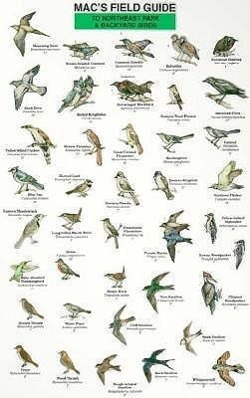 Vorderes Coverbild Mac's Field Guides: Northeast Park & Backyard Birds