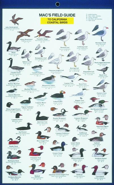 Vorderes Coverbild Mac's Field Guides: California Coastal Birds