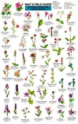 Vorderes Coverbild Mac's Field Guides: Rocky Mountain Wildflowers