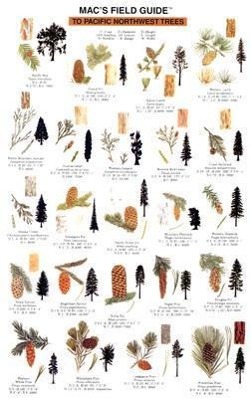 Vorderes Coverbild Mac's Field Guides: Northwest Trees