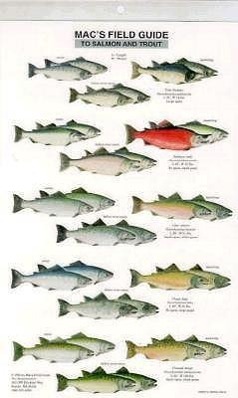 Vorderes Coverbild Mac's Field Guides: North American Salmon & Trout