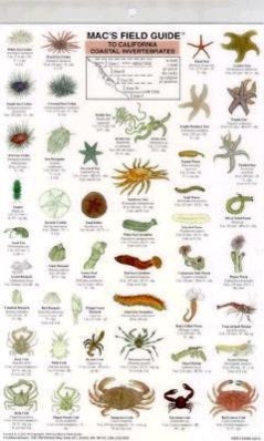 Vorderes Coverbild Mac's Field Guides: California Coastal Invertebrates