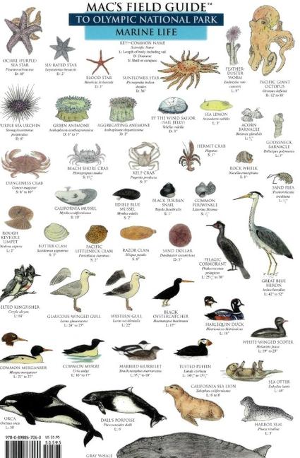 Vorderes Coverbild Mac's Field Guides: Olympic National Park