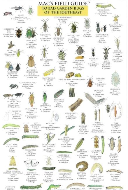 Vorderes Coverbild Mac's Field Guides: Southeast Garden Bugs