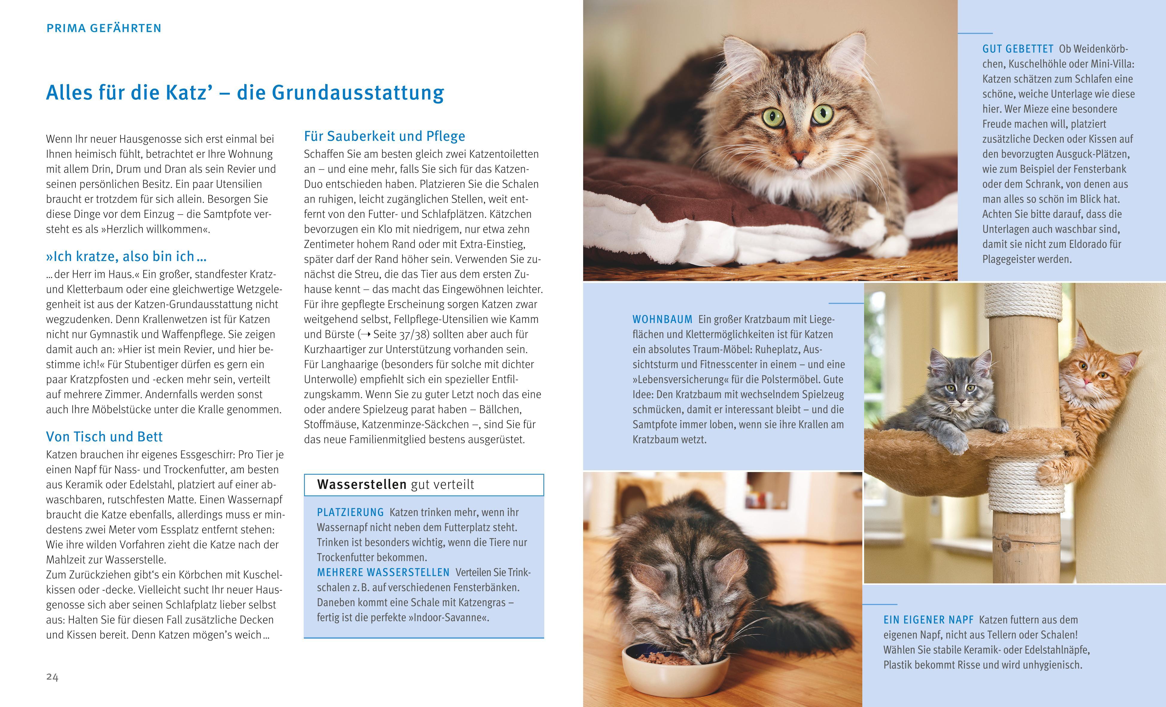 Beispielinhalt (Bild) Katzen