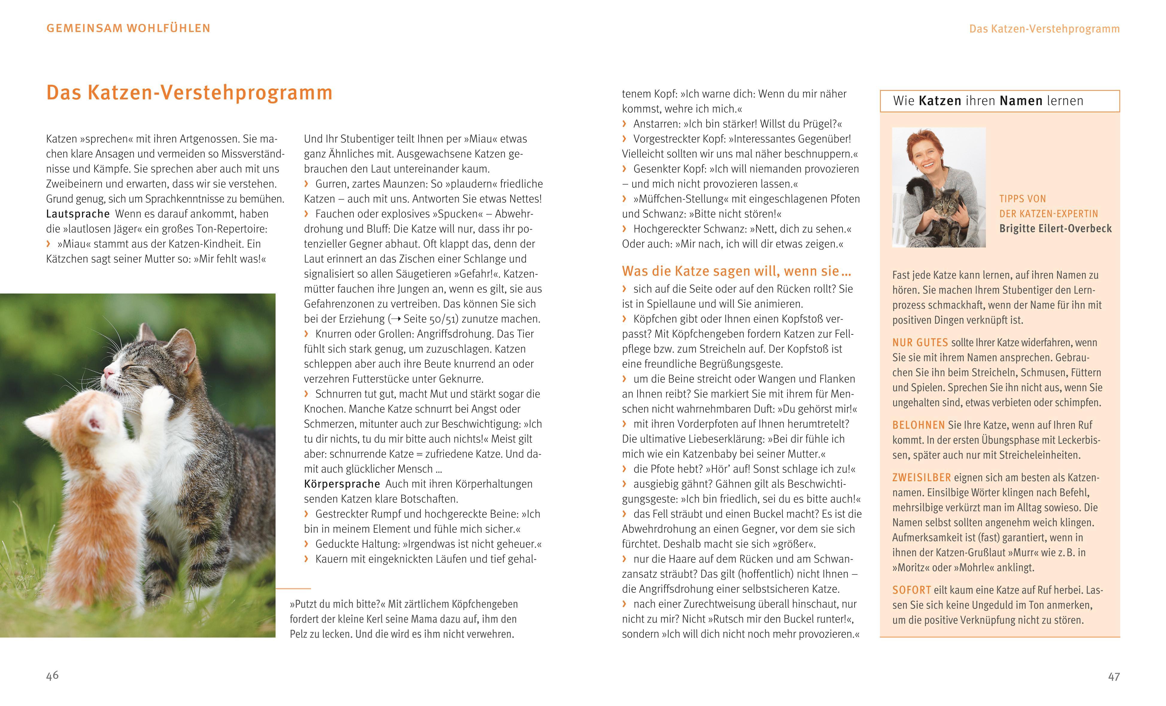 Beispielinhalt (Bild) Katzen
