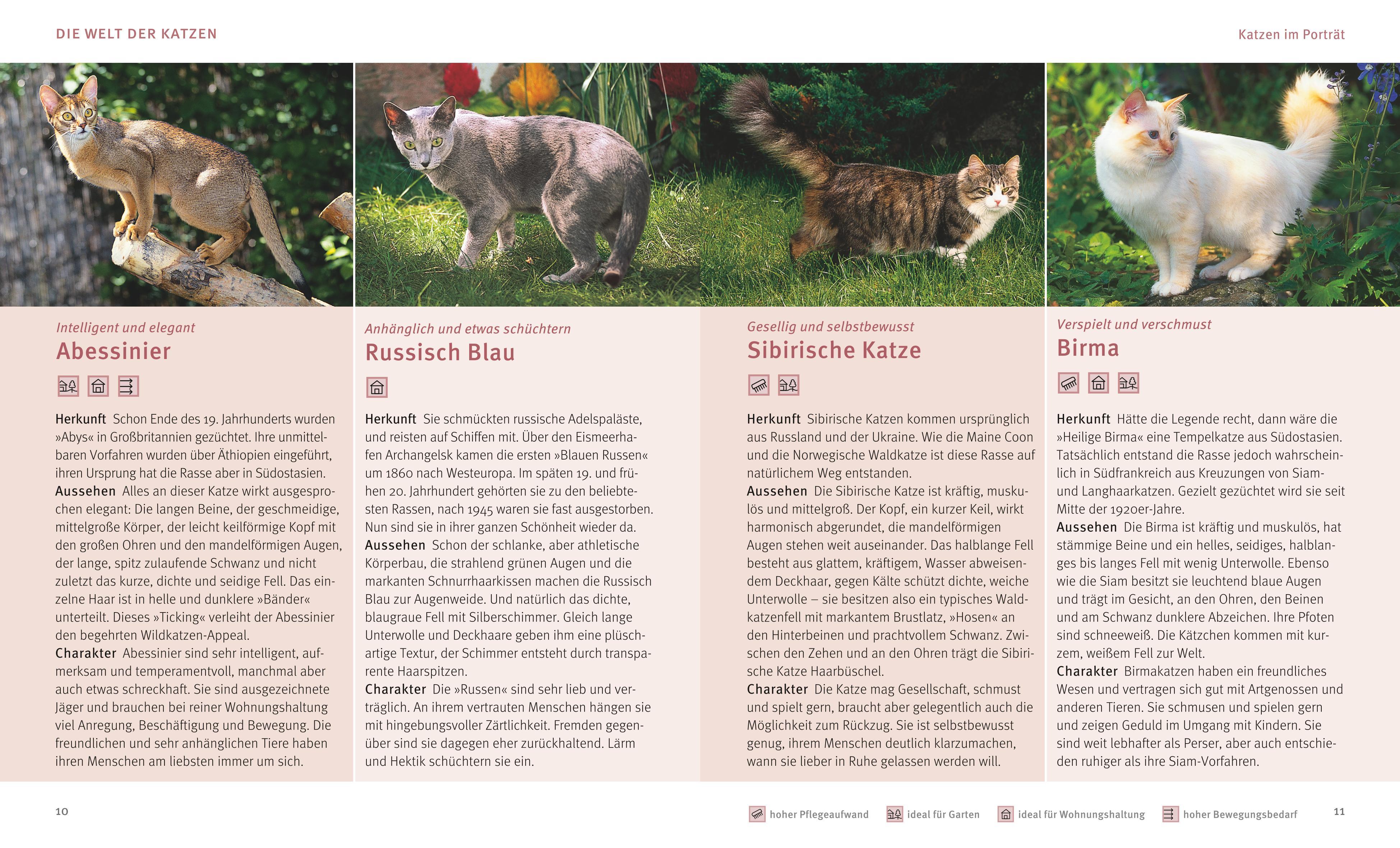 Beispielinhalt (Bild) Katzen