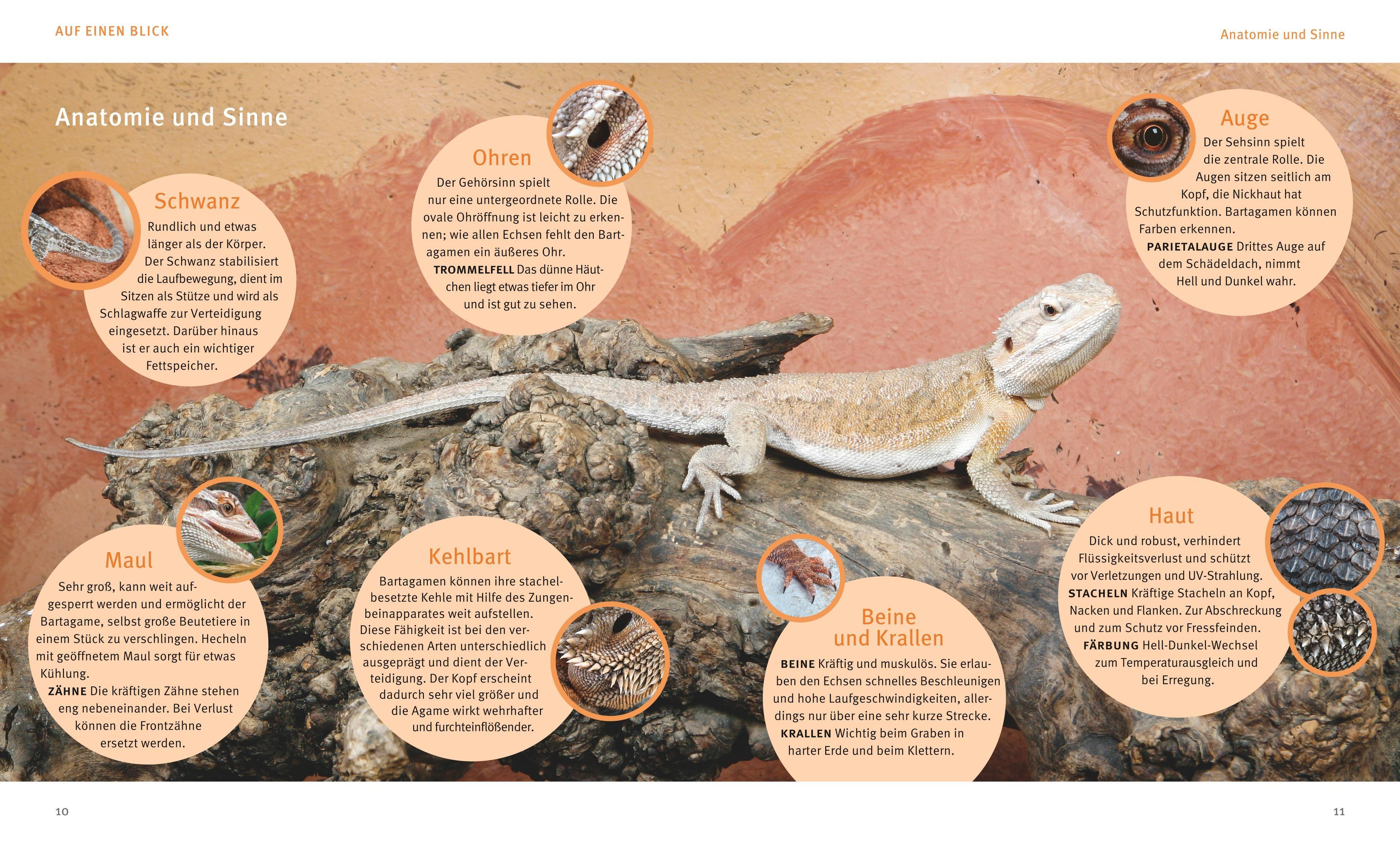 Beispielinhalt (Bild) Bartagamen