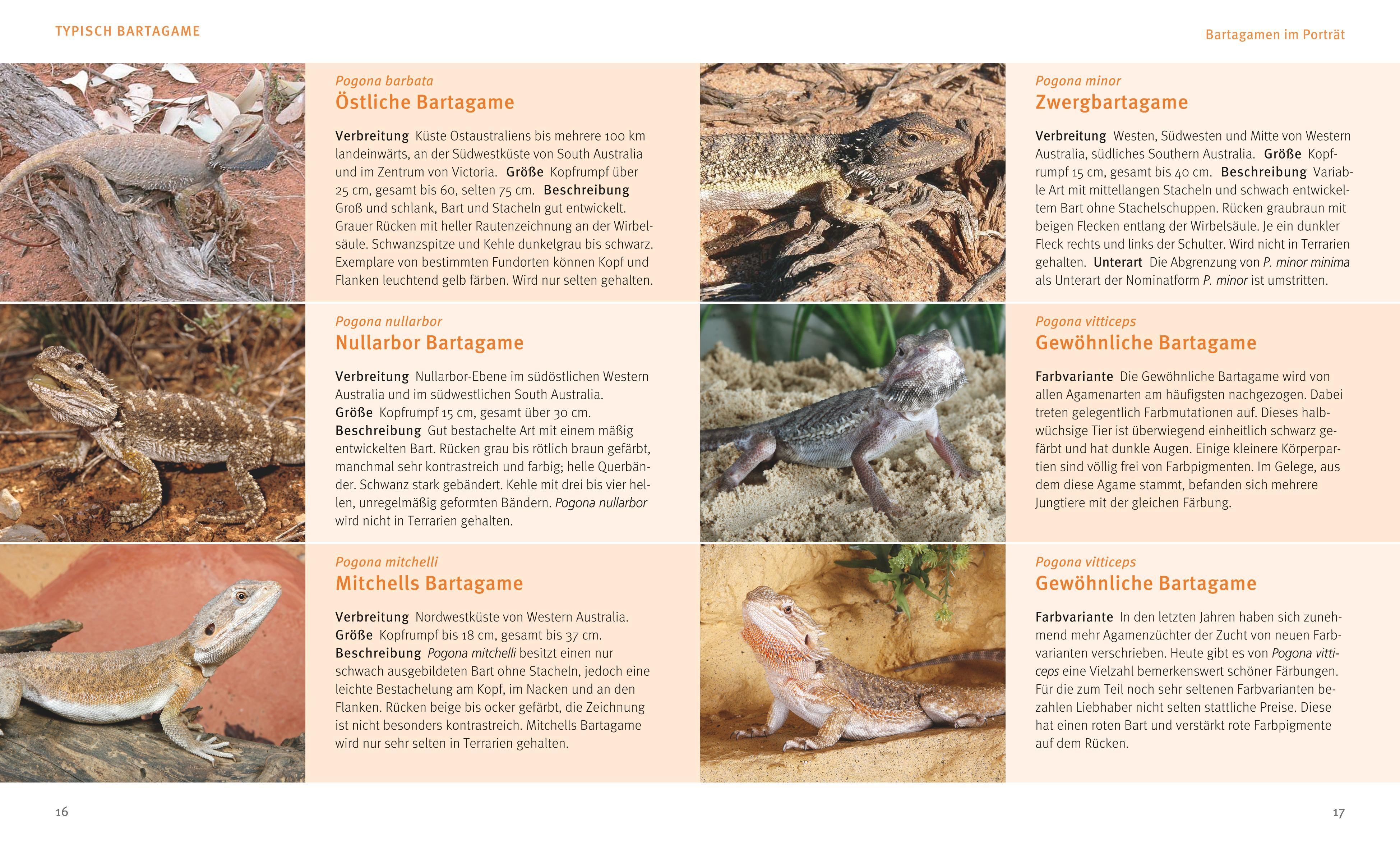 Beispielinhalt (Bild) Bartagamen