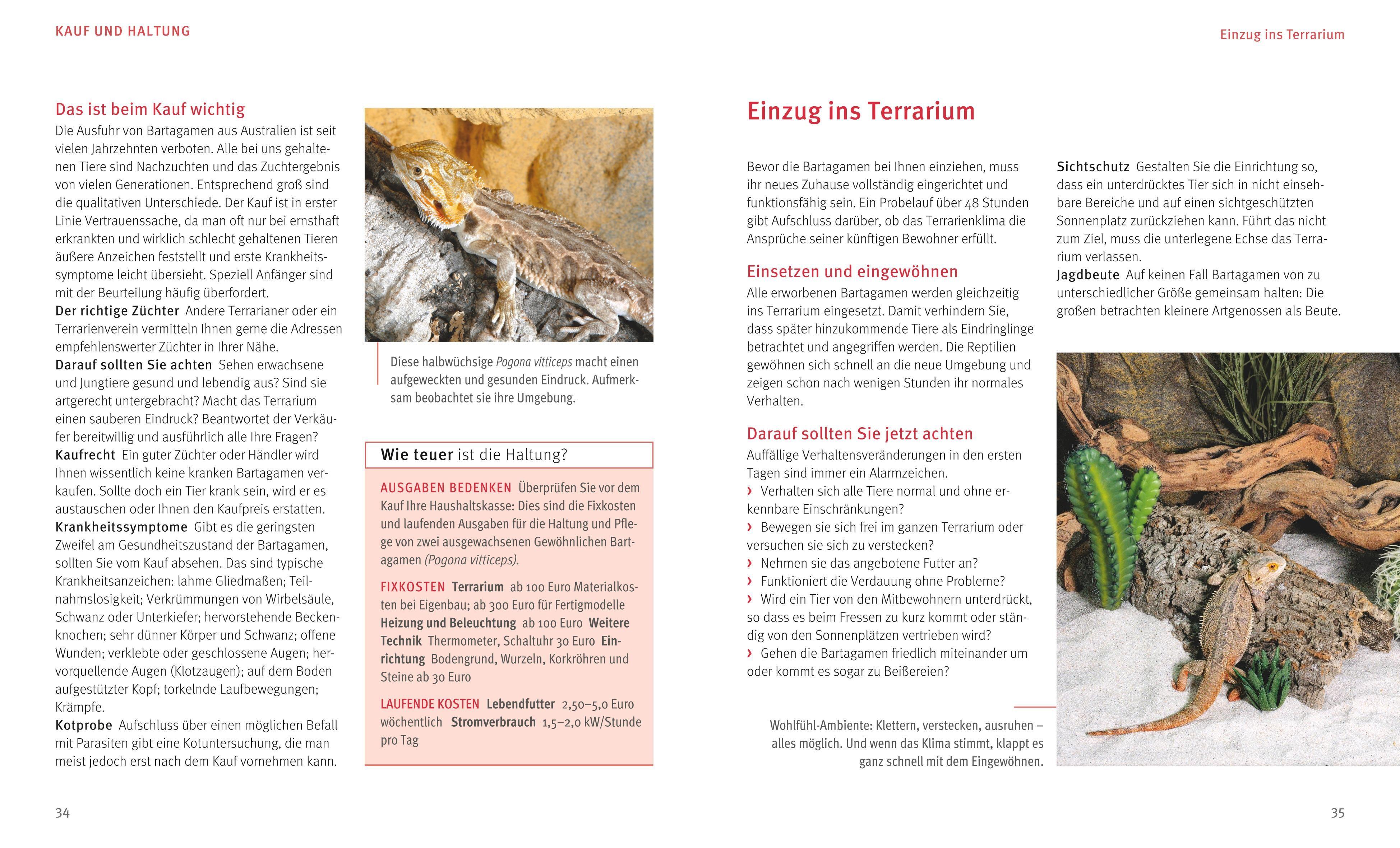 Beispielinhalt (Bild) Bartagamen