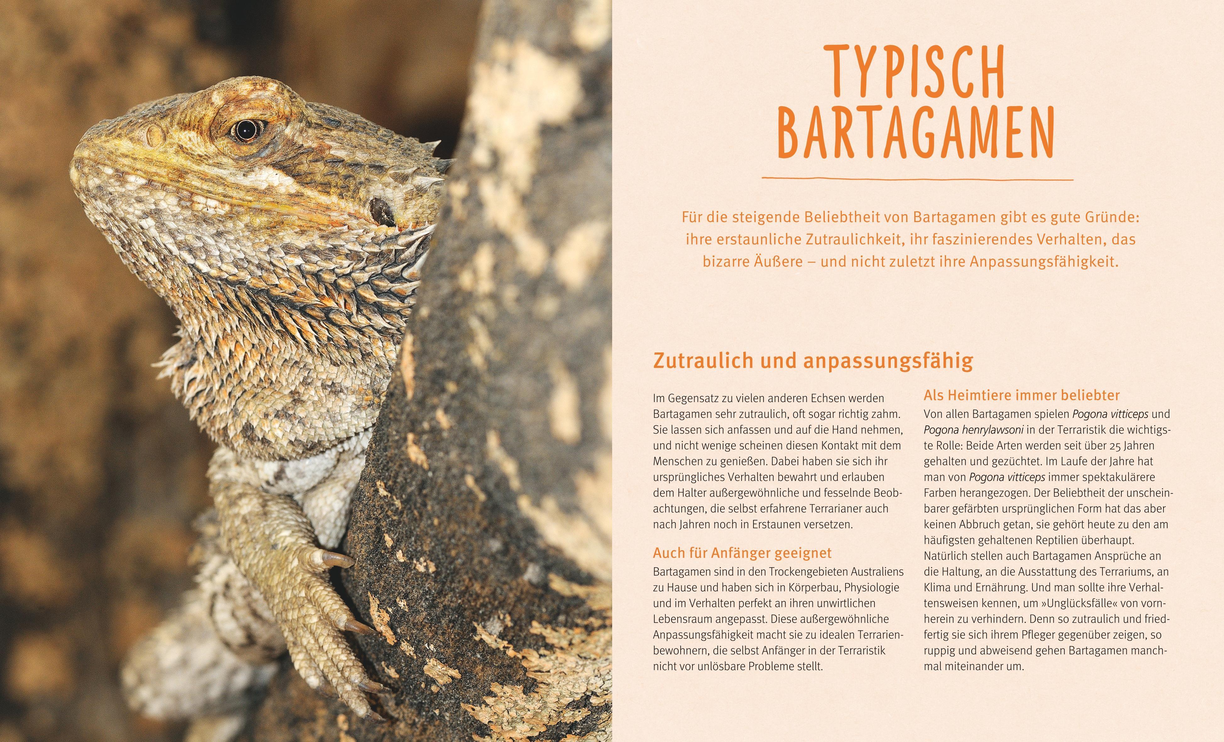 Beispielinhalt (Bild) Bartagamen