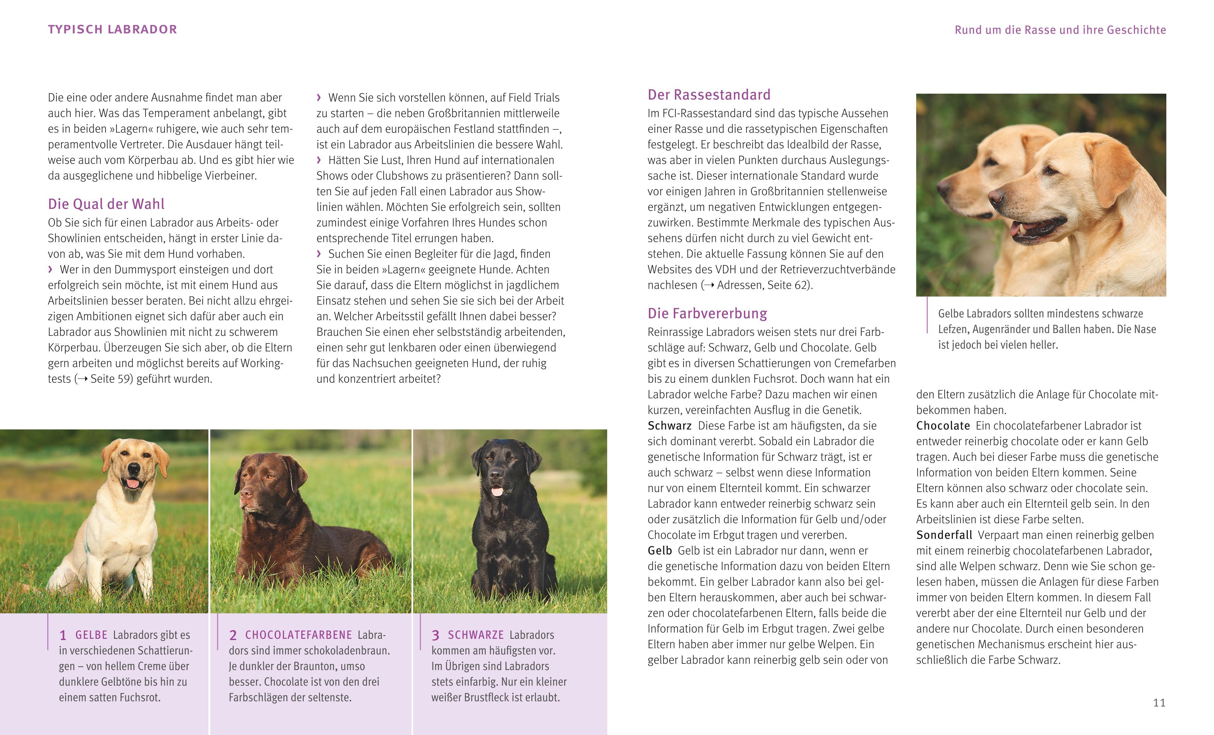 Beispielinhalt (Bild) Labrador Retriever