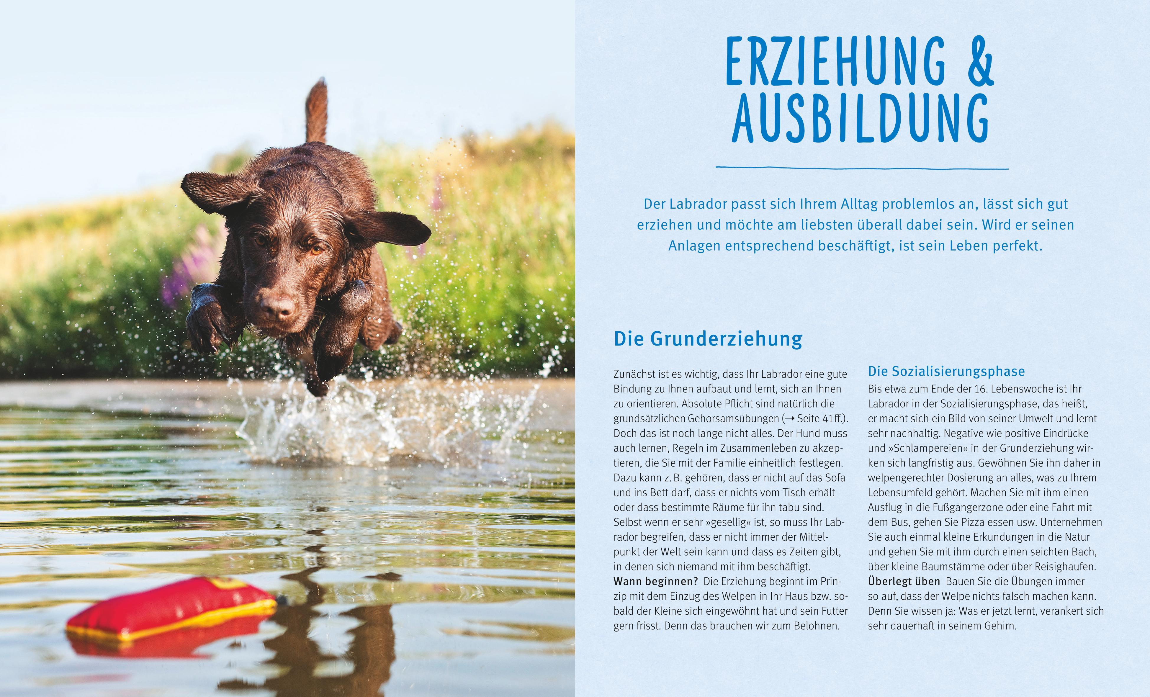 Beispielinhalt (Bild) Labrador Retriever