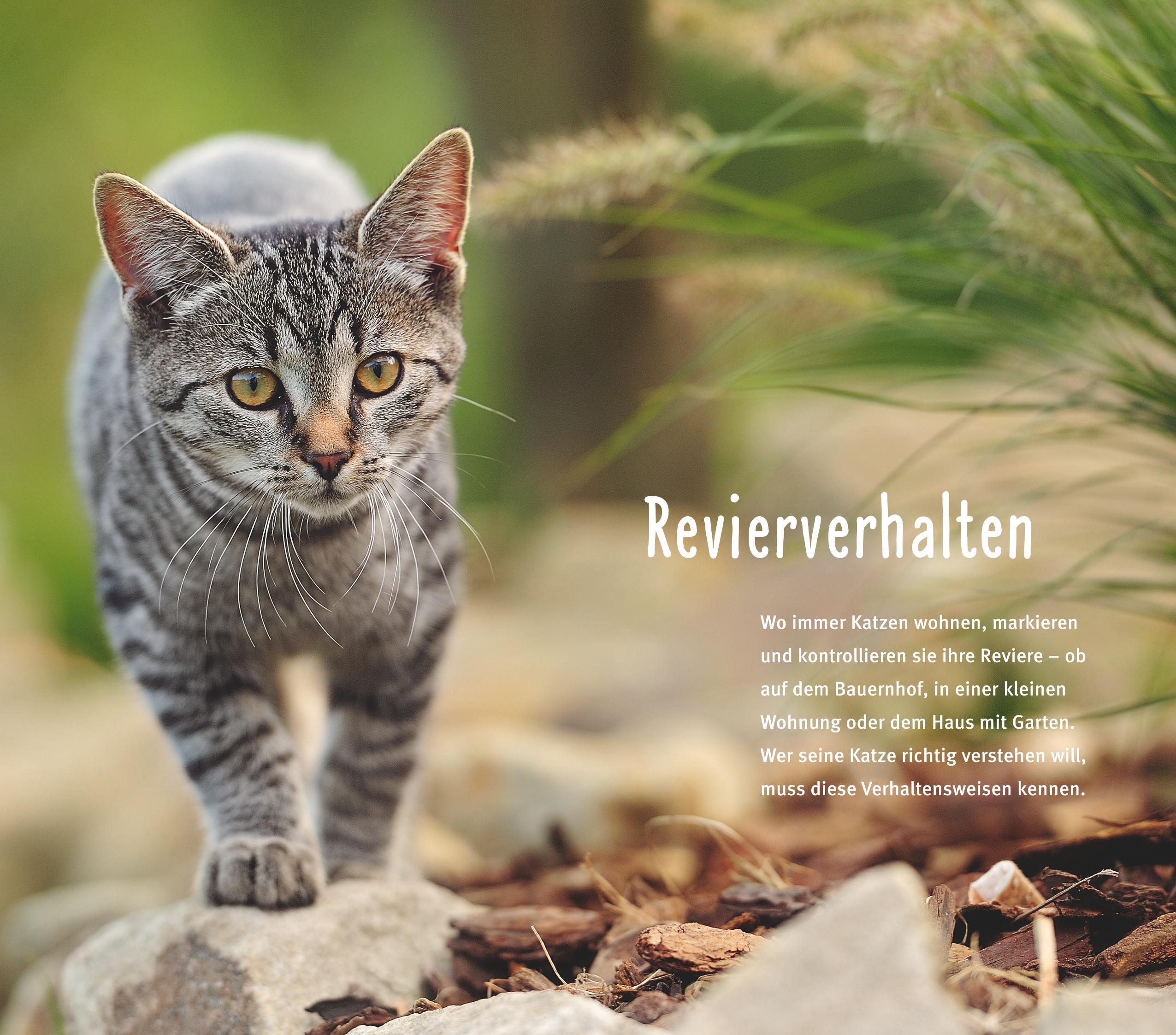Beispielinhalt (Bild) 300 Fragen zum Katzenverhalten