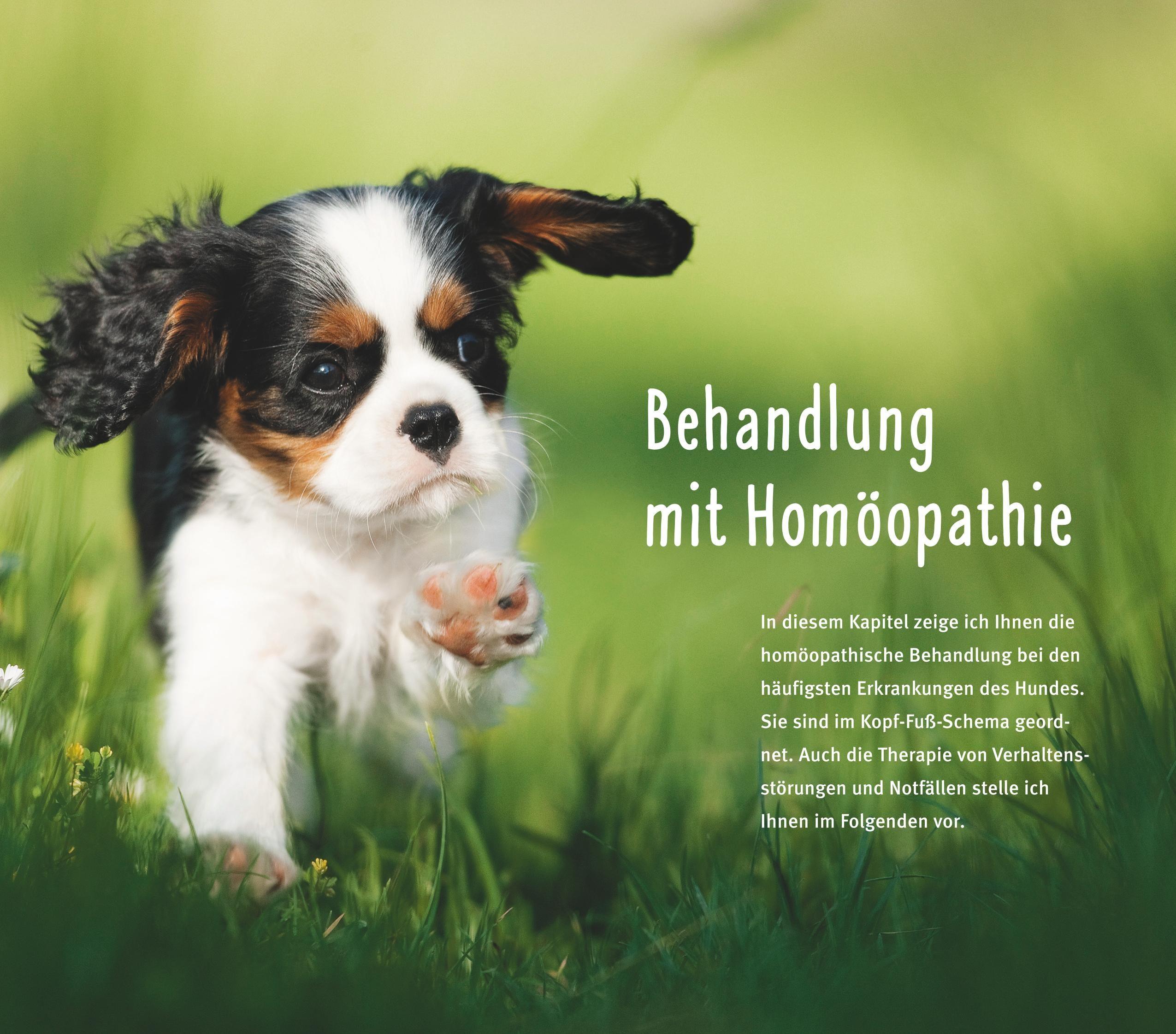 Beispielinhalt (Bild) Homöopathie für Hunde