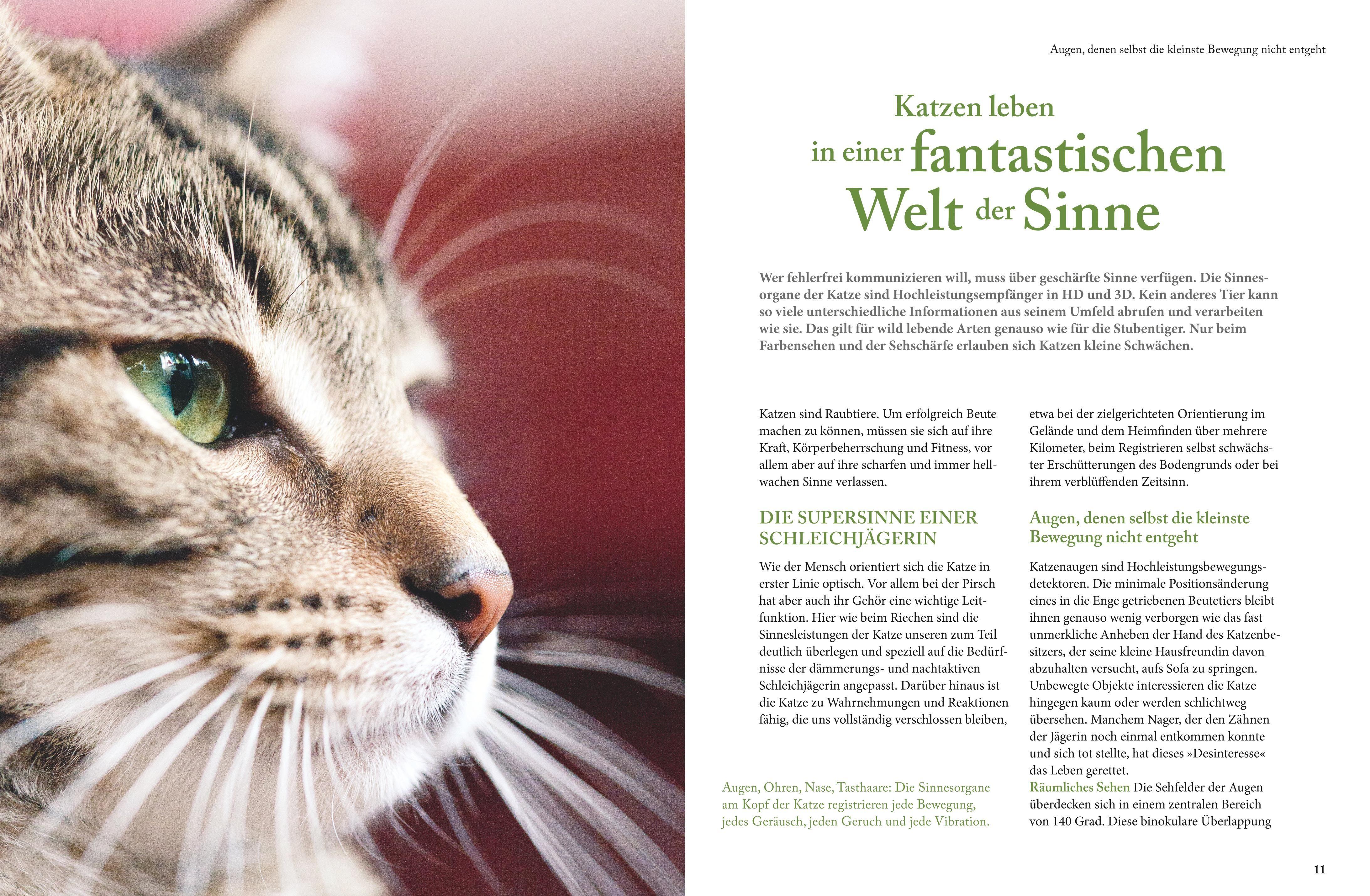 Beispielinhalt (Bild) Katzensprache