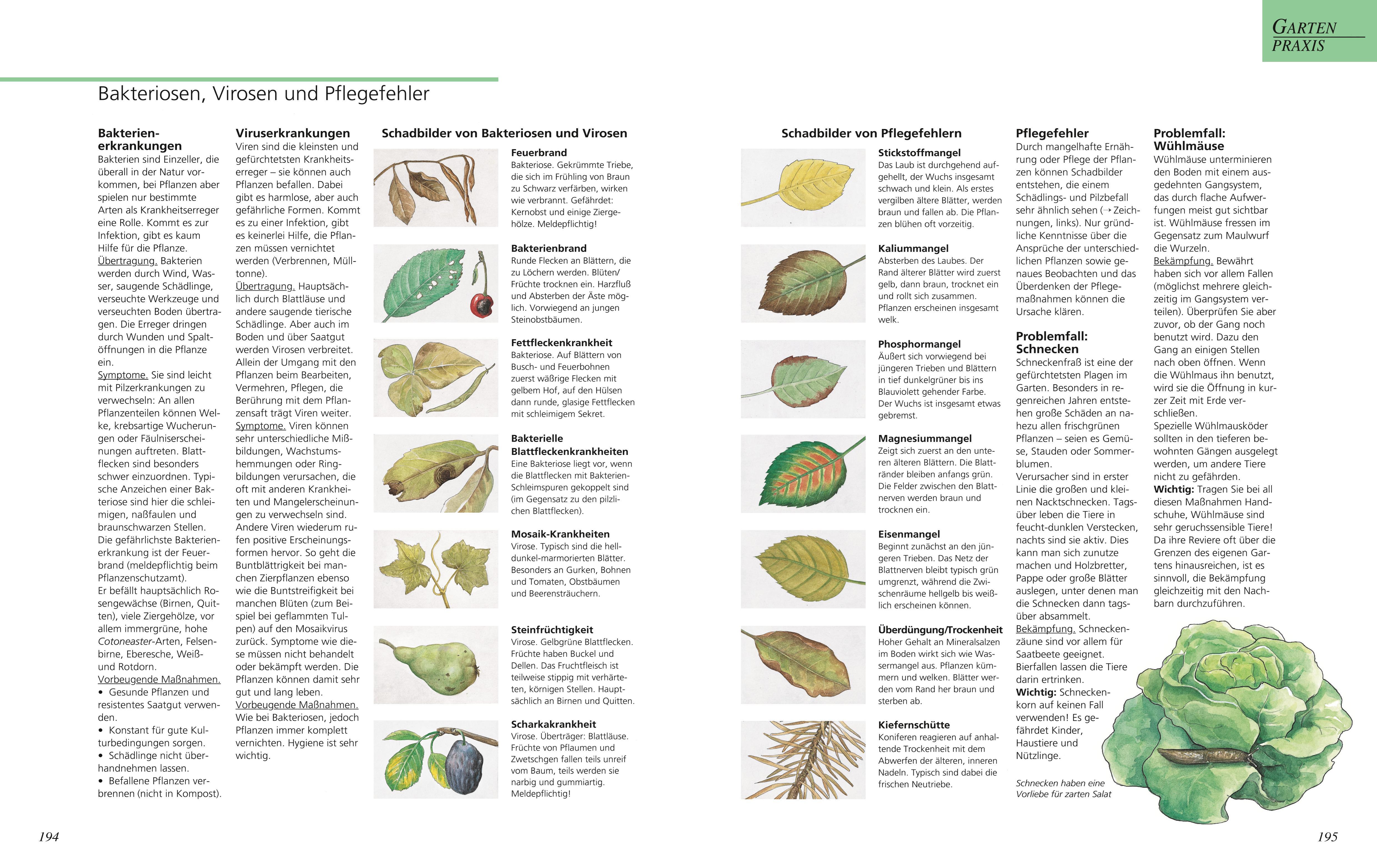 Beispielinhalt (Bild) Das große GU Gartenbuch