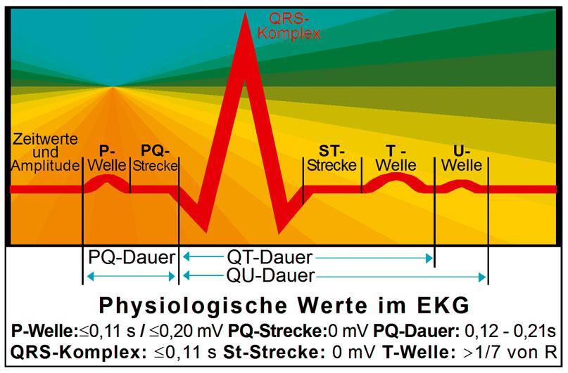 Rückseitencover EKG Lineal professional II - 2015