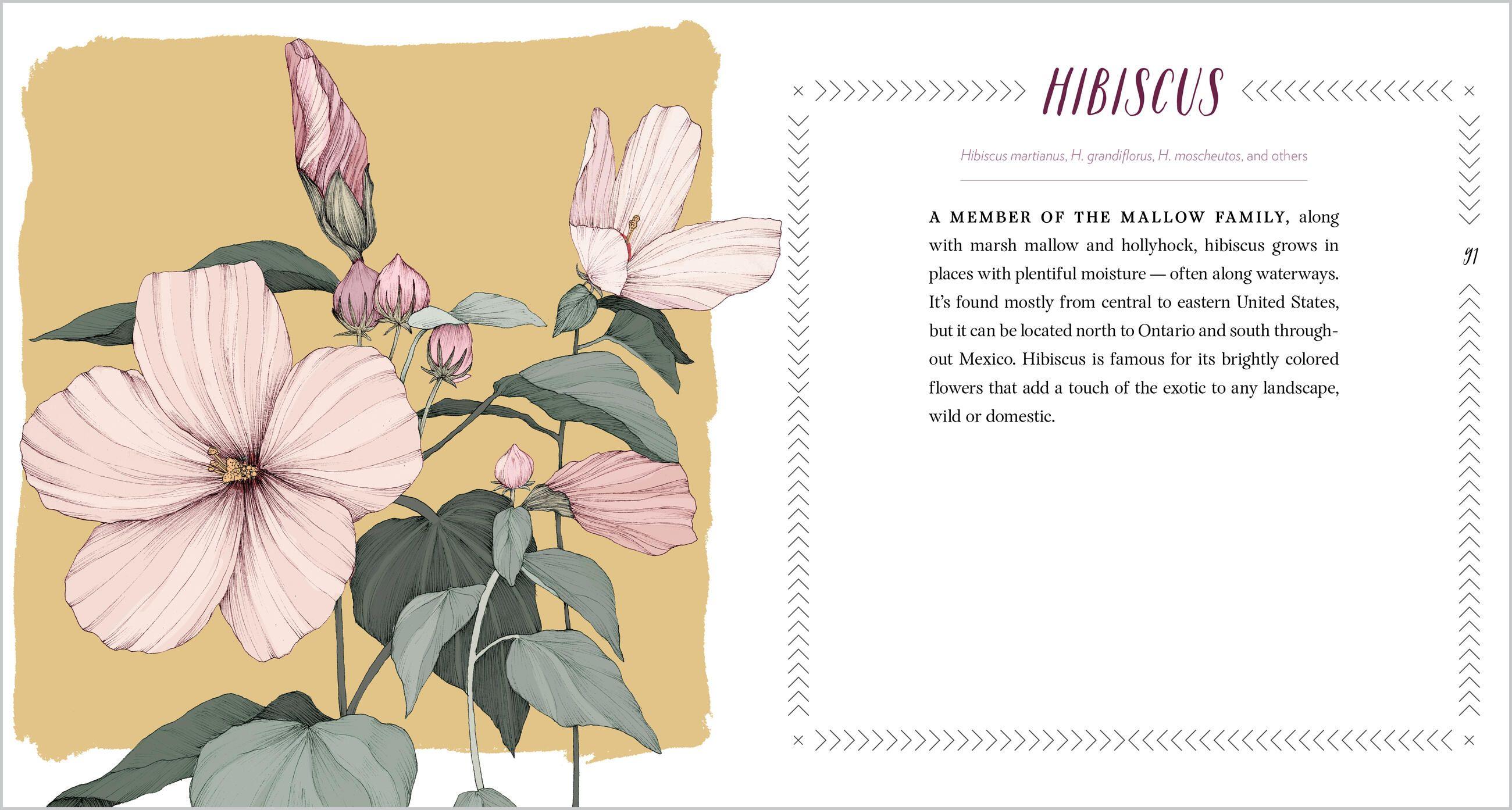 Beispielinhalt (Bild) Cattail Moonshine & Milkweed Medicine