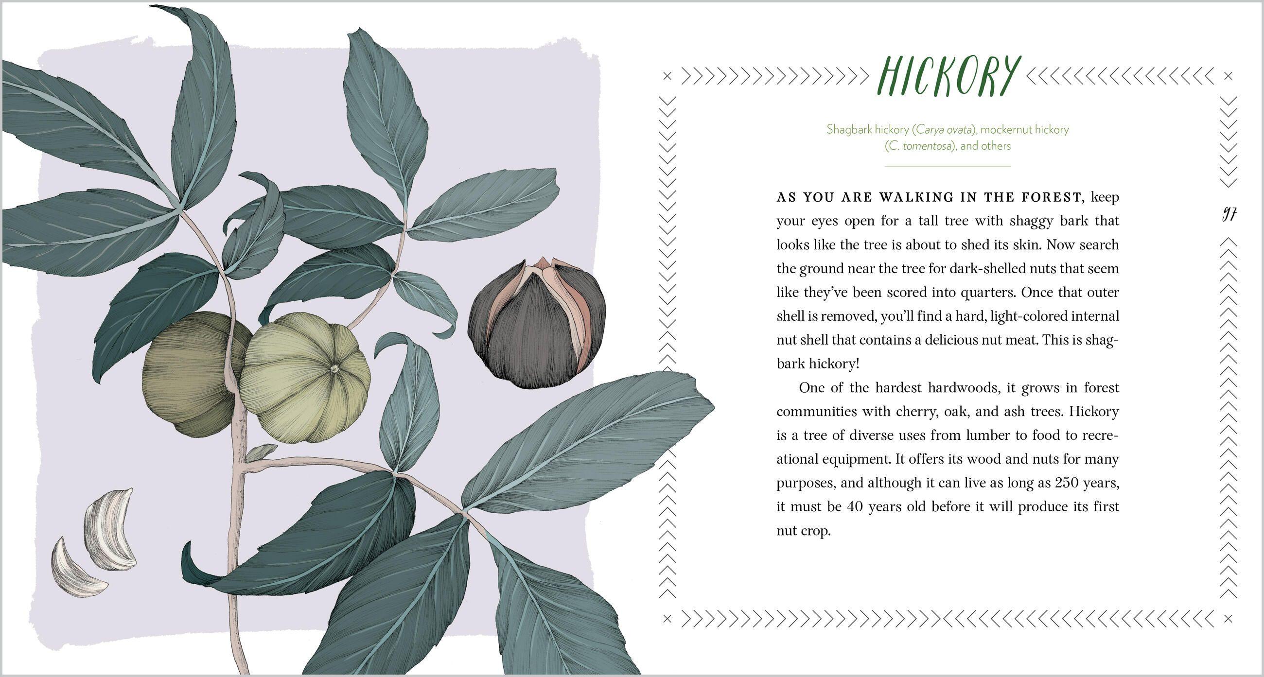 Beispielinhalt (Bild) Cattail Moonshine & Milkweed Medicine