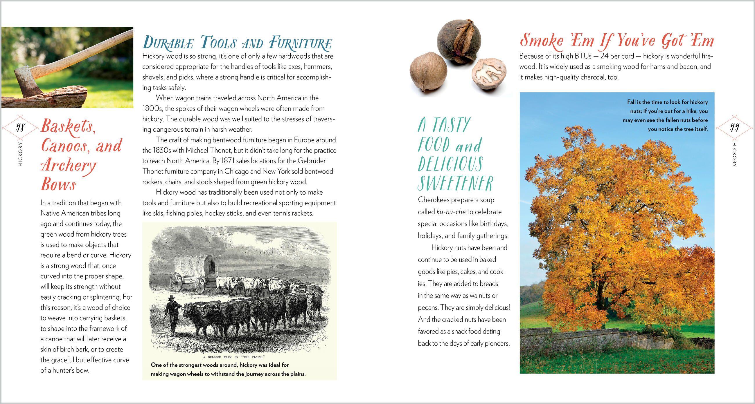 Beispielinhalt (Bild) Cattail Moonshine & Milkweed Medicine