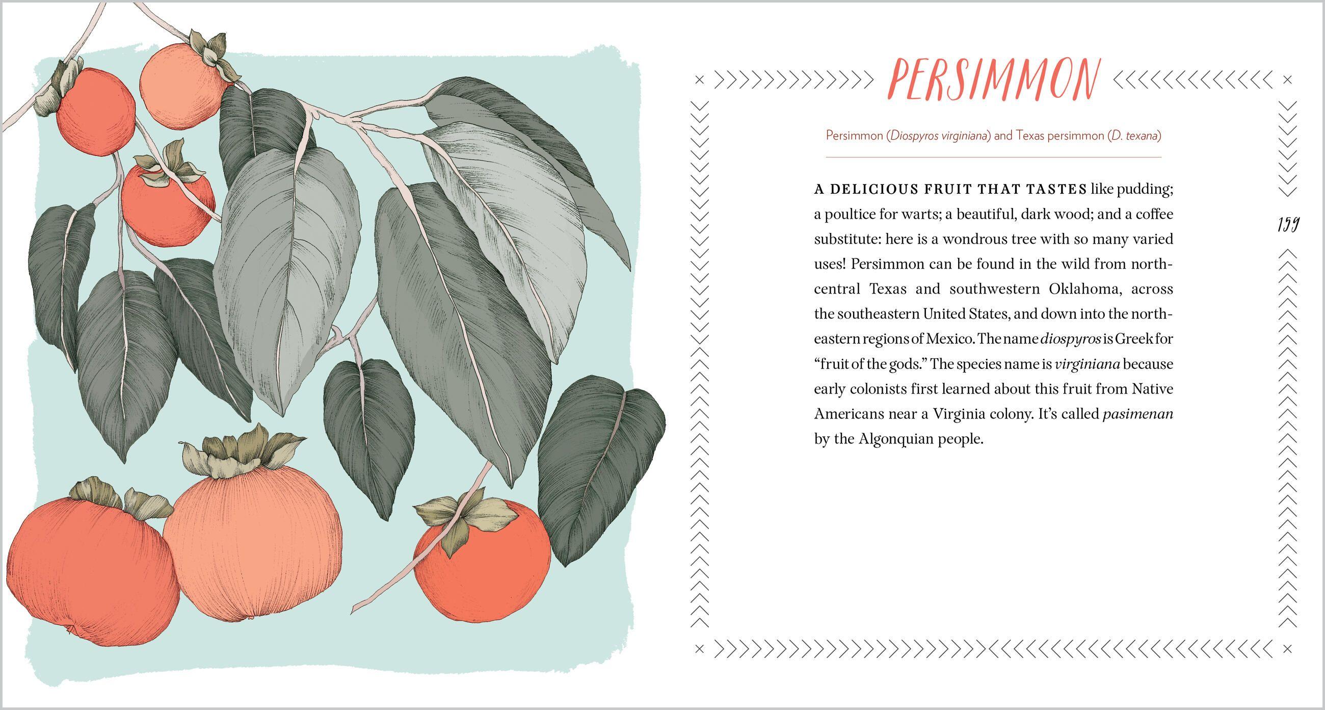 Beispielinhalt (Bild) Cattail Moonshine & Milkweed Medicine