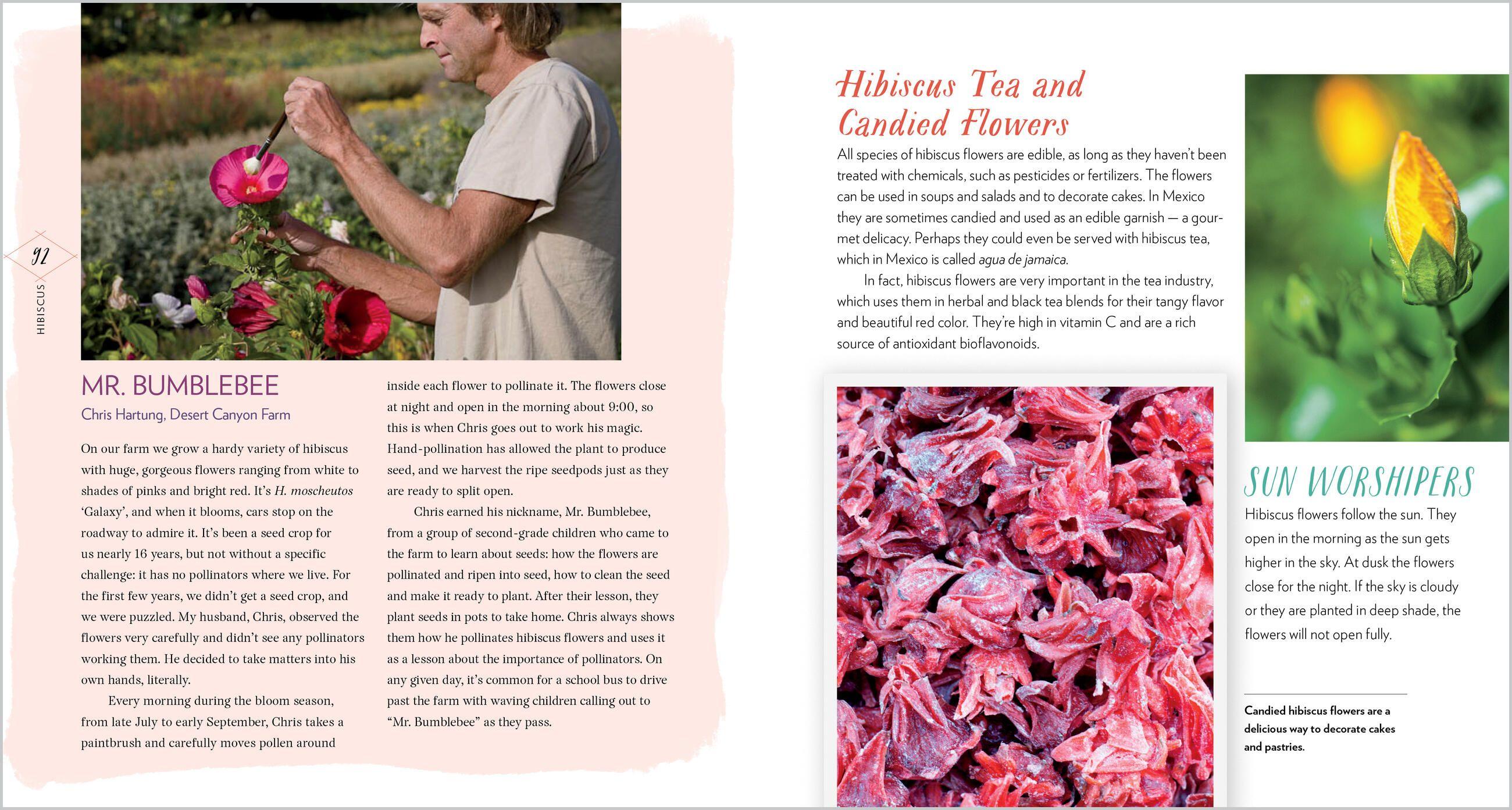 Beispielinhalt (Bild) Cattail Moonshine & Milkweed Medicine