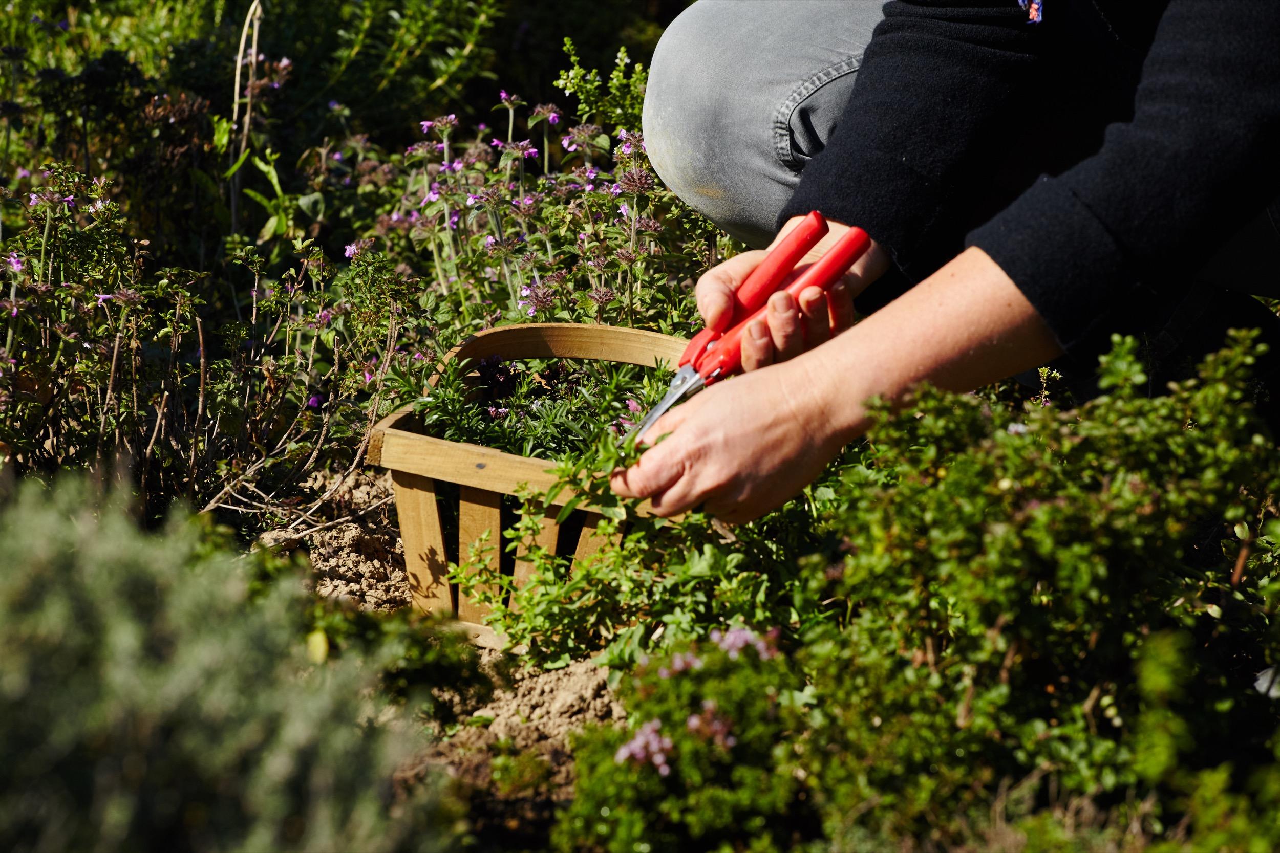 Beispielinhalt (Bild) Kräuter richtig anbauen