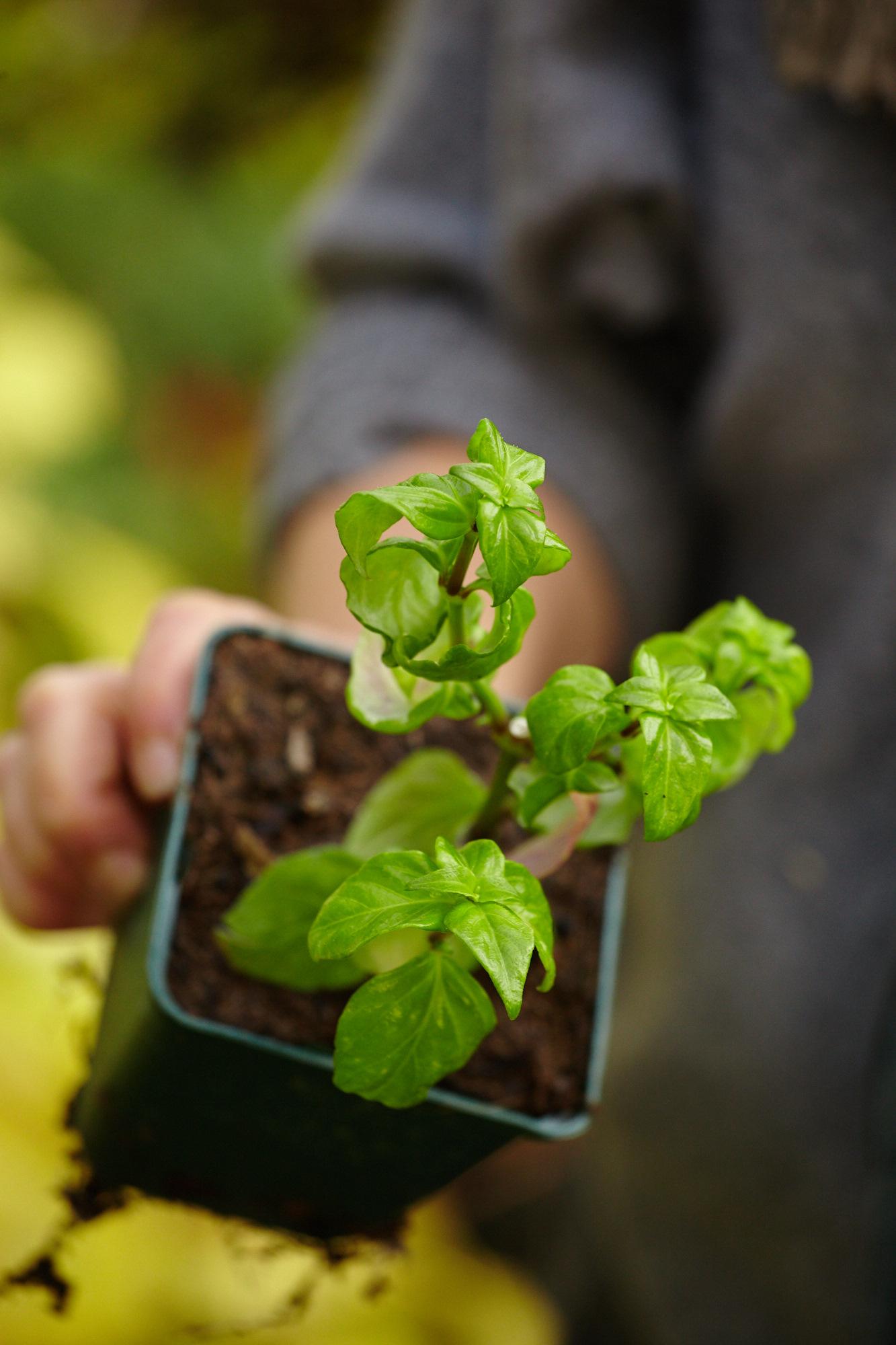 Beispielinhalt (Bild) Kräuter richtig anbauen